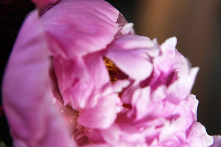 粉红色 peonie 花的特写, 四周都是绿叶