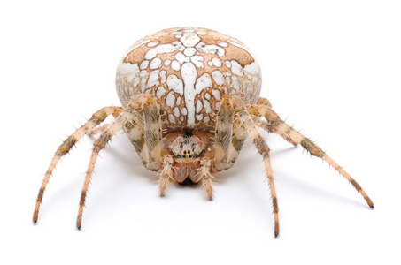 常见的房子蜘蛛,parasteatoda tepidariorum,白色背景