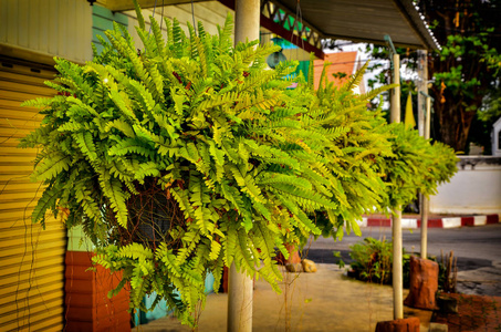 许多蕨类植物在锅里挂上