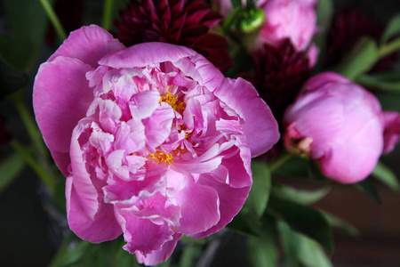 粉红色 peonie 花的特写, 四周都是绿叶