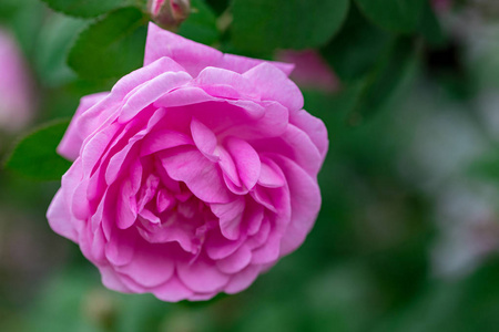 粉红色的苍白玫瑰灌木夏季花园或公园自然背景