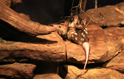 一对东部 quolls Dasyurus viverrinus 在岩石栖所在晚上, 维多利亚, 澳洲