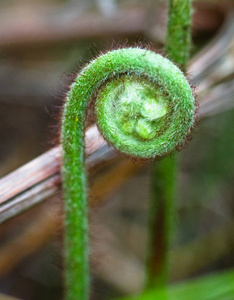 蕨类植物在生长时 uncurls。莫宁顿半岛绿色灌木地区, 维多利亚, 澳大利亚