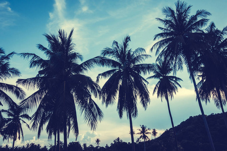 美丽的户外景观与热带自然和剪影椰子树在天空日落时间复古过滤器