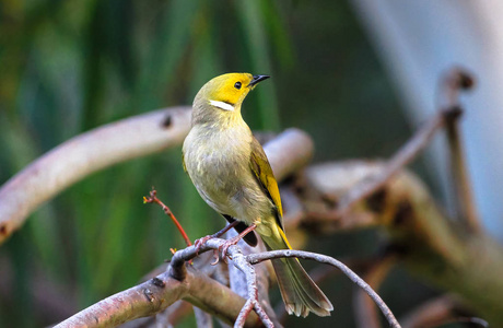 白色羽毛的 honeyeater Lichenostomus 长毛 栖息在一个树分支在亚拉弯公园, 维多利亚, 澳大利亚