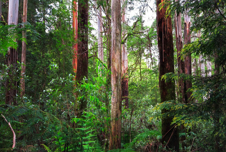 澳大利亚维多利亚大奥特韦国家公园的桉树林