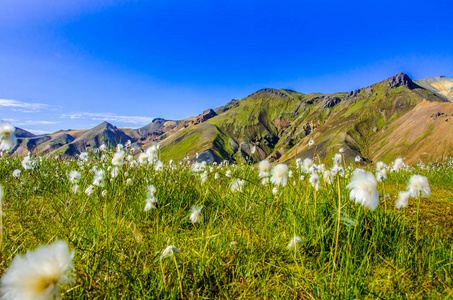 Landmannalaugar冰岛高地惊人的花卉领域