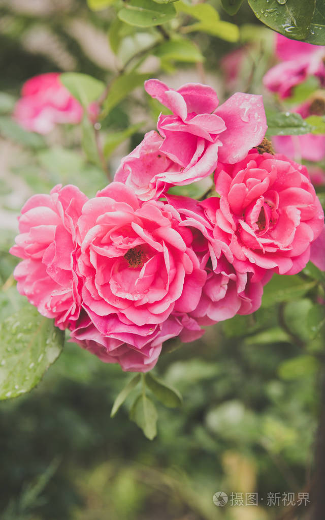 玫瑰花丛在夏日花园的特写