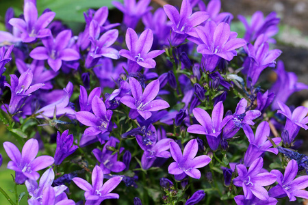 蓝色紫色风铃的墙壁或桔梗花是常年