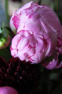 粉红色 peonie 花的特写, 四周都是绿叶