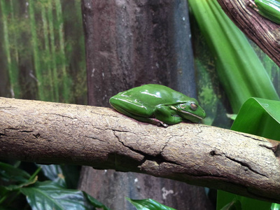一张美丽的青蛙的图片在生活愉快的自然背景上