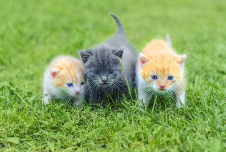 三花猫三只可爱的小猫在花园里的绿草上行走摄影图
