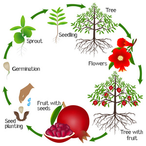 白色背景下石榴生长周期的研究