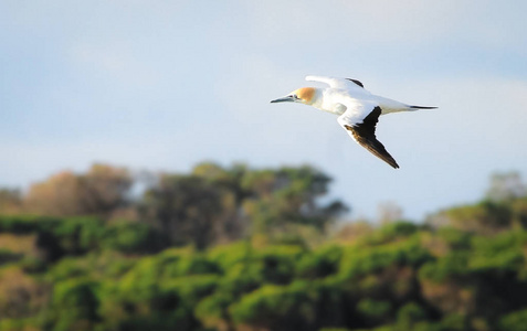 澳洲 gannet 桑 serrator 在澳大利亚新南威尔士杰维斯湾国家公园飞行