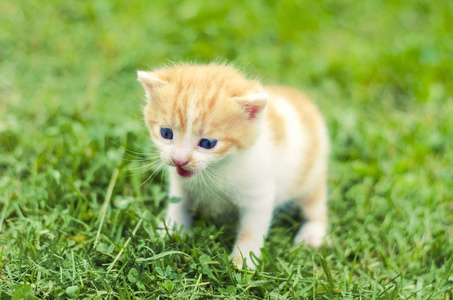 一只小猫在草坪上户外
