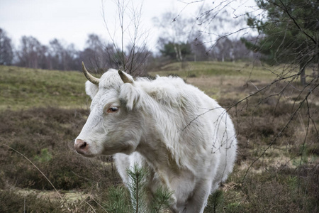 白母牛站在牧场的草地上