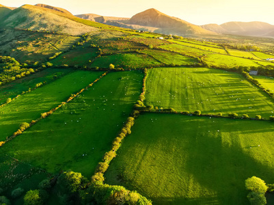 爱尔兰郁郁葱葱的牧场和农田鸟瞰图