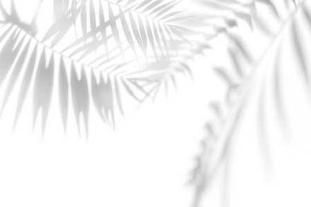 白色墙壁上棕榈树的阴影