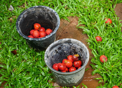 在水桶里收集棕榈树红橙籽浆果