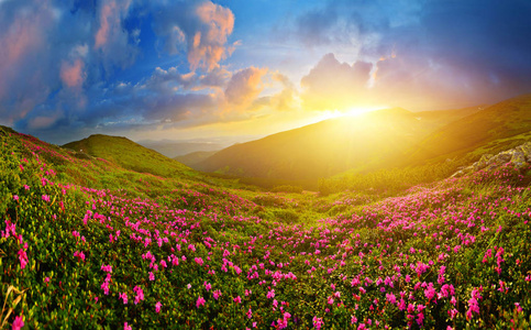 岩岸高地鲜花日出时山杜鹃照片