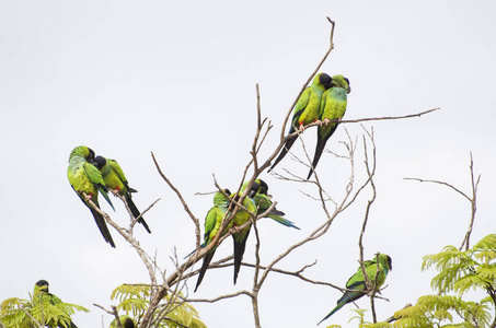 美丽的鸟王子黑鹦鹉或 Nanday 鹦鹉 Aratinga nenday 在树在巴西潘塔纳尔