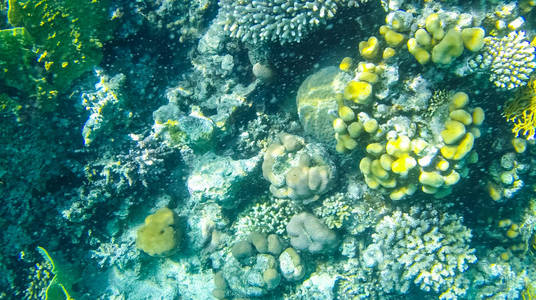 埃及红海的鱼和珊瑚照片