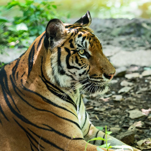 老虎, 野生危险动物在自然栖所, 在泰国