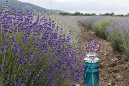 一瓶薰衣草精油在美丽的薰衣草领域背景