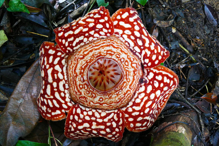 一个美丽的花蕾盛开, 红色, 巨大的 rafflesia 的背景下的热带雨季森林