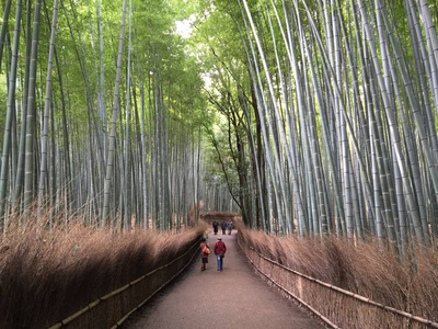 嵯峨野图片 嵯峨野素材 嵯峨野插画 摄图新视界