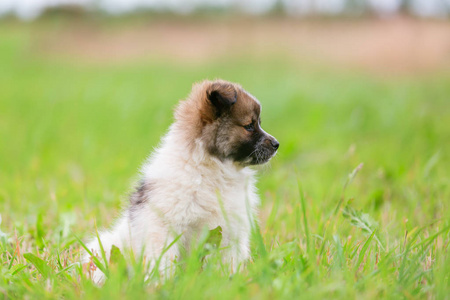 草地上可爱的小狗的肖像图片