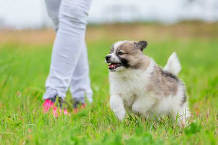 可爱的小狗在草地上奔跑