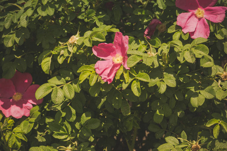盛开的荆棘花, 在灌木丛中鲜艳的粉红色的颜色, 过滤