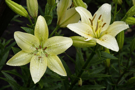 雨后滴下的白色绿色黄花菜的花朵。Sective 焦点