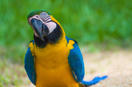 巴西湿地美丽的蓝黄金刚鹦鹉 ararauna