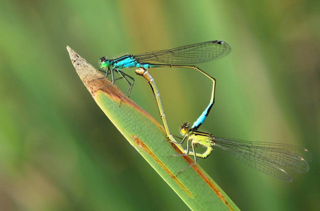 蜻蜓 Ischnura 线虫期间