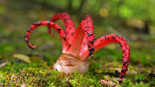 Clathrus archeri, 也称为章鱼 stinkhorn 蘑菇或魔鬼的手指