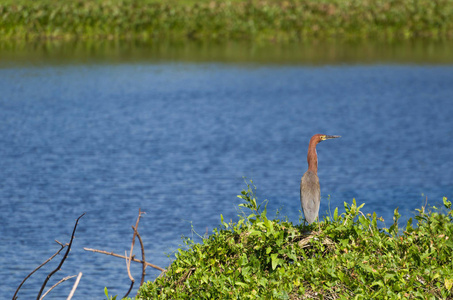 美丽的 Soco 或 Rufescent 虎鹭 Tigrisoma lineatum 在巴西湿地