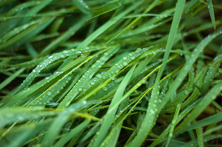 新鲜的绿草, 露水滴近。雨后, 淡水 driops 在青草上。绿草上淡淡的晨露