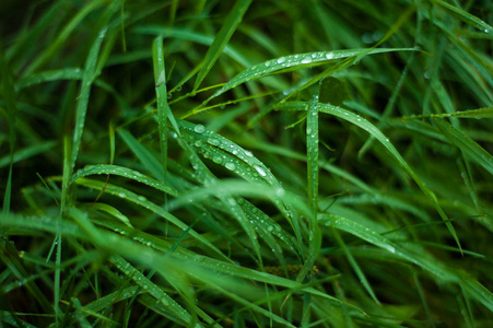 新鲜的绿草, 露水滴近。雨后, 淡水 driops 在青草上。绿草上淡淡的晨露