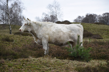 白母牛站在牧场的草地上