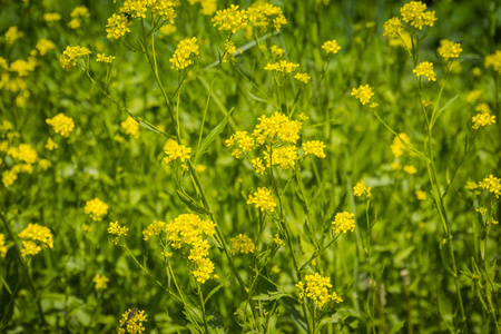 夏日草地上盛开的野黄花