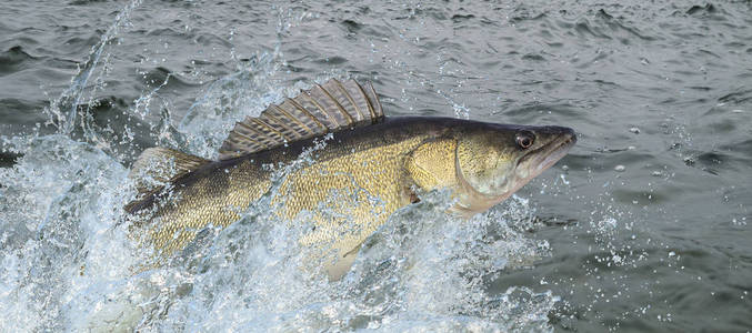 在水中飞溅的鲈鱼跳跃照片