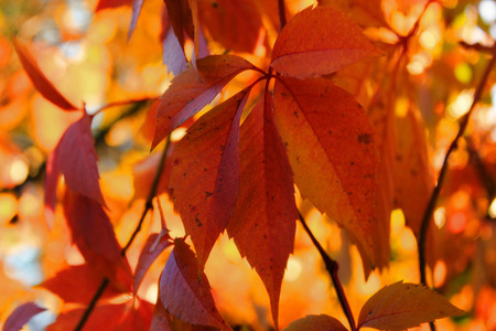 秋天五颜六色的鲜艳的树木背景。明亮的叶子, 复制空间