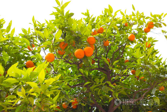 橘子树的果实.植物新鲜桔子