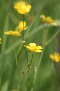 蜡或亮黄色的花朵, 金凤被称为花或杂草