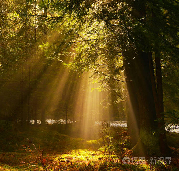 光束在春季森林