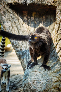黑狐猴美 macaco 在野生动物园