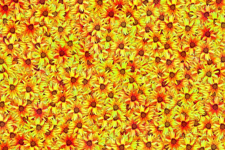 盛开的黄色杂色菊花抽象多彩的背景