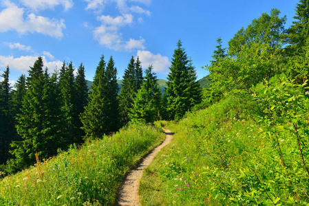 一条小路图片大全
